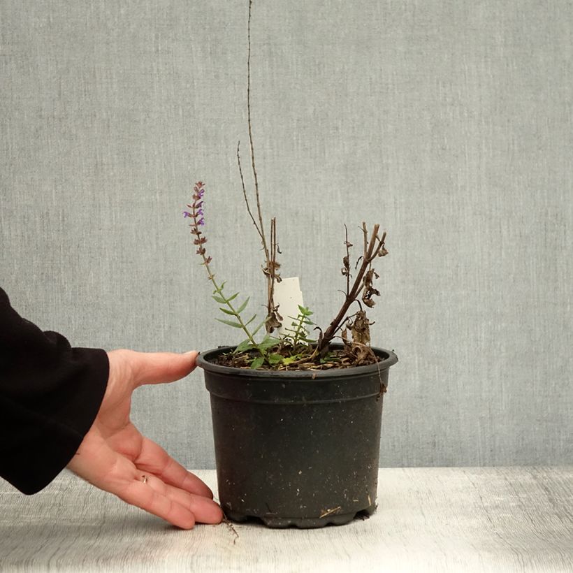 Spécimen de Salvia nemorosa Ostfriesland - Sauge des bois Pot de 2L/3L tel que livré en automne