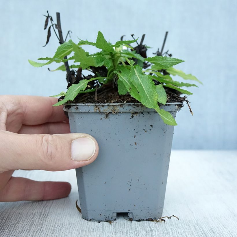 Spécimen de Salvia nemorosa Salute White - Sauge des bois Godet de 8/9 cm tel que livré en automne