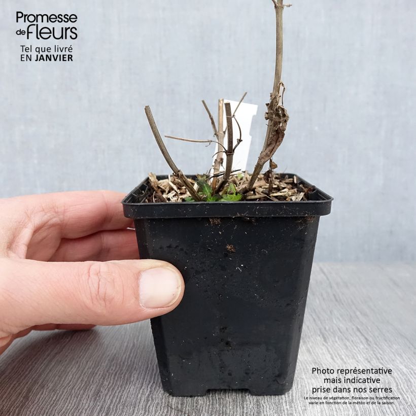 Spécimen de Salvia nemorosa Salute White - Sauge des bois Godet de 8/9 cm tel que livré en hiver