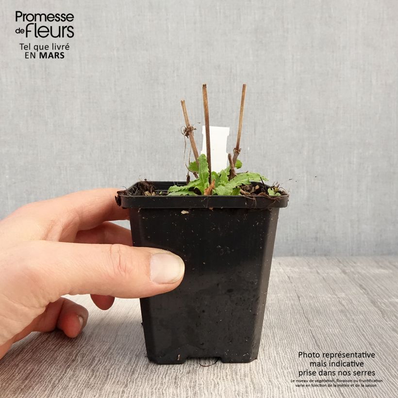 Salvia nemorosa Salute White Vasetto da 8/9 cm esemplare consegnato in primavera