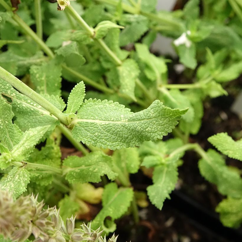 Salvia nemorosa Salute White - Sauge des bois (Feuillage)