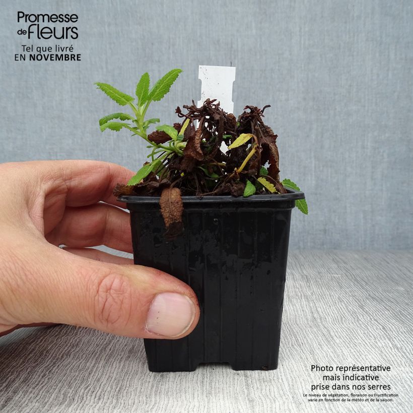 Spécimen de Salvia nemorosa Schneehügel - Sauge des bois Godet de 8/9 cm tel que livré en automne