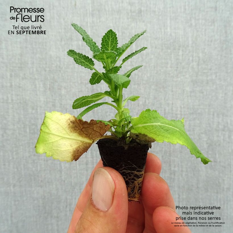 Spécimen de Salvia nemorosa Sensation White - Sauge des bois Mini-motte Ø 3/4 cm tel que livré en automne