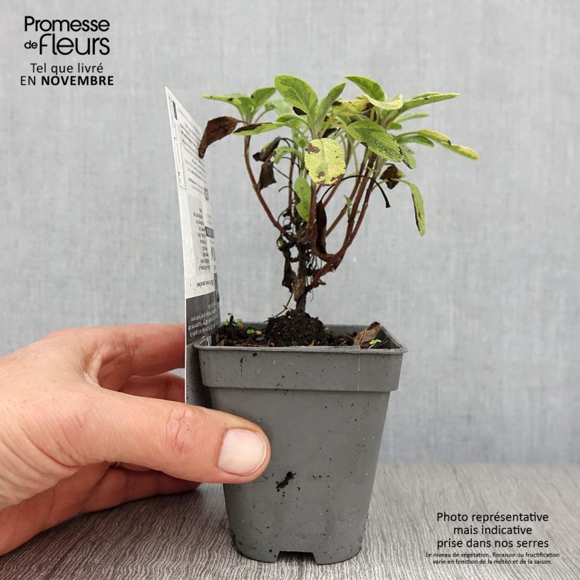 Spécimen de Salvia officinalis Icterina - Sauge officinale Icterina Godet de 8/9 cm tel que livré en automne