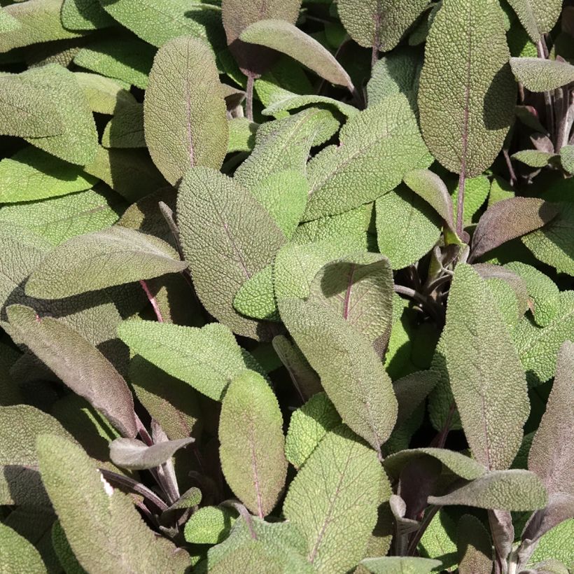 Sauge officinale Purpurascens - Sauge pourpre (Feuillage)