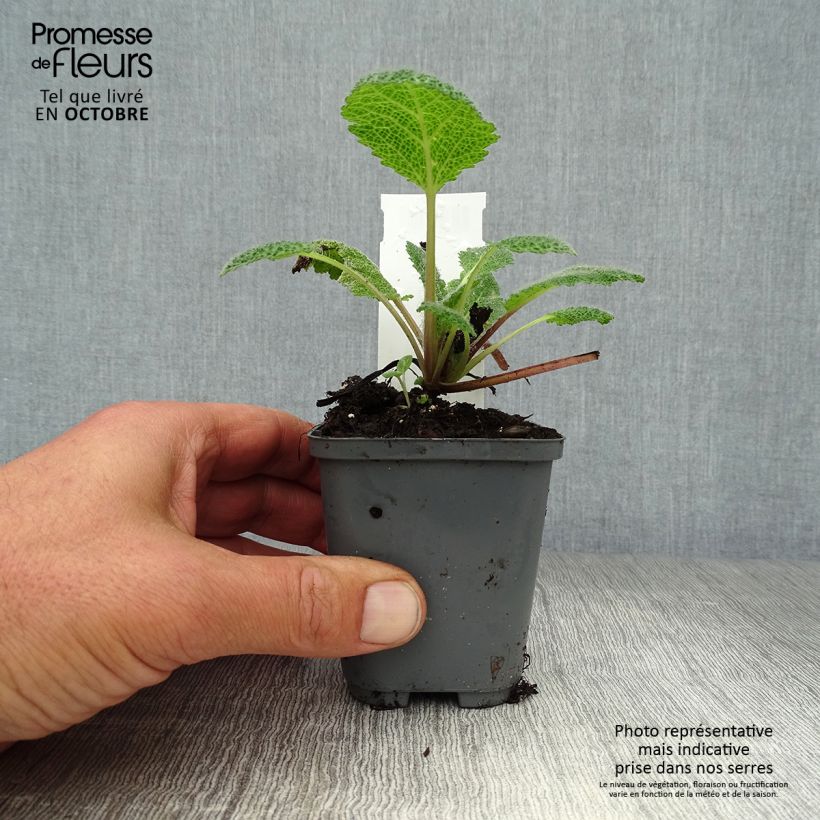 Spécimen de Salvia patens - Sauge gentiane Godet de 7/8 cm tel que livré en automne