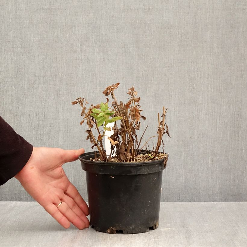 Spécimen de Salvia pratensis Lyrical Blues - Sauge des près Pot de 2L/3L tel que livré en automne