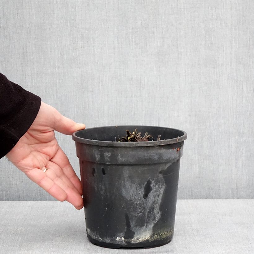 Spécimen de Salvia pratensis Lyrical Blues - Sauge des près Pot de 2L/3L tel que livré en hiver