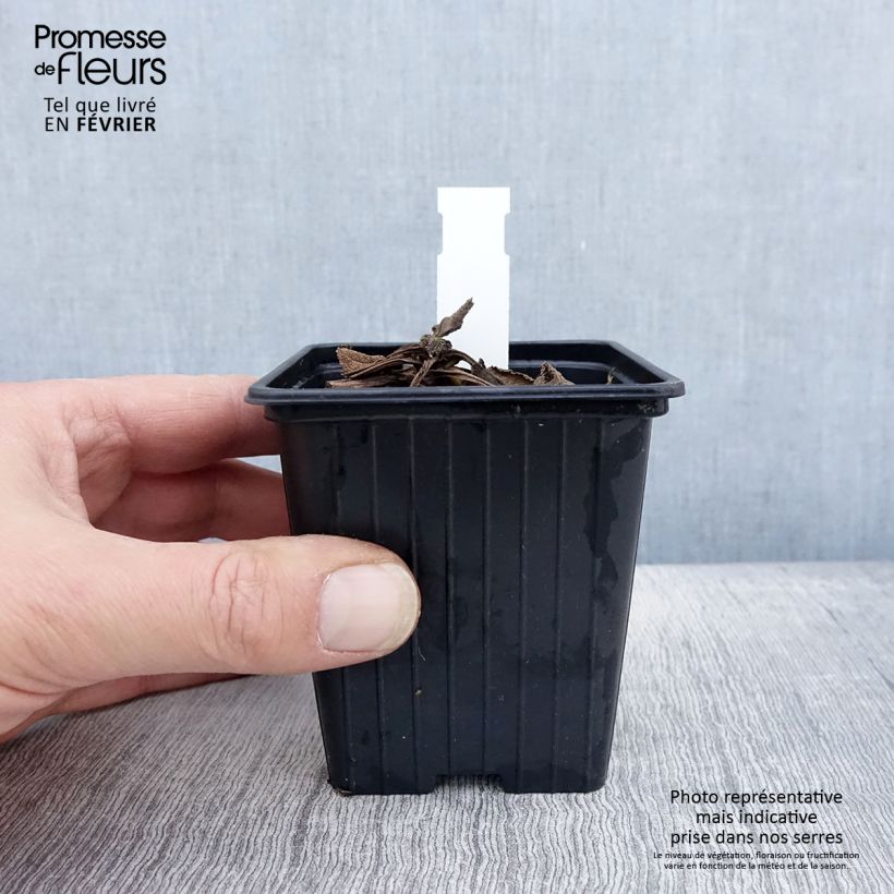 Spécimen de Salvia pratensis Madeline - Sauge des près bicolore Godet de 8/9 cm tel que livré en hiver