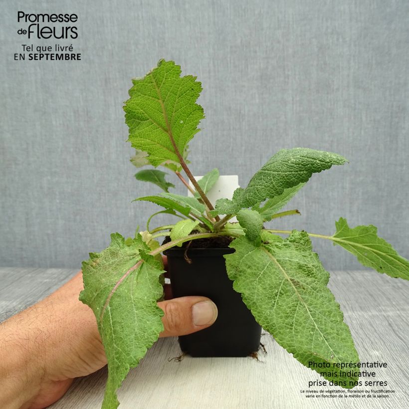 Spécimen de Salvia pratensis Rose Rhapsody - Sauge des près Godet de 8/9 cm tel que livré en automne