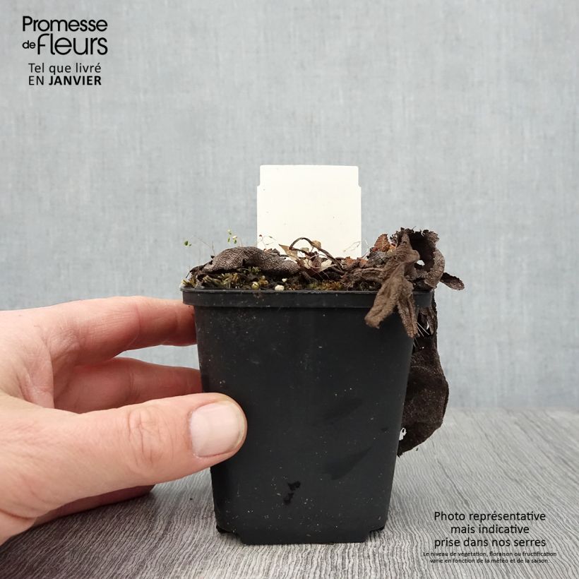 Spécimen de Salvia pratensis Rose Rhapsody - Sauge des près Godet de 8/9 cm tel que livré en hiver