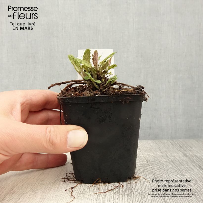 Spécimen de Salvia pratensis Rose Rhapsody - Sauge des près Godet de 8/9 cm tel que livré au printemps