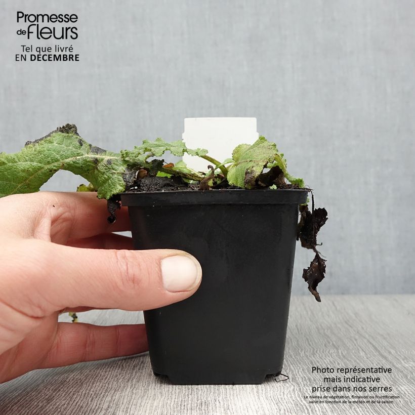 Spécimen de Salvia pratensis Sky Dance - Sauge des près Godet de 8/9 cm tel que livré en hiver