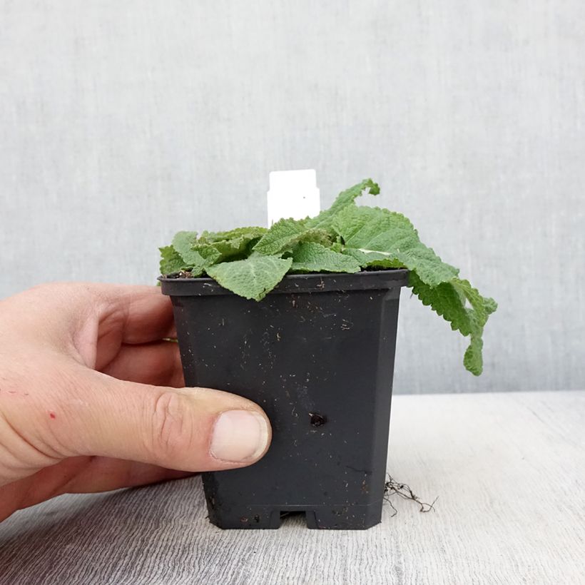 Spécimen de Salvia pratensis Sky Dance - Sauge des près Godet de 8/9 cm tel que livré au printemps