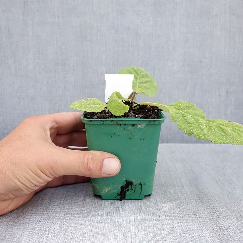 Spécimen de Salvia pratensis Swan Lake - Sauge des près Godet de 8/9 cm tel que livré en automne