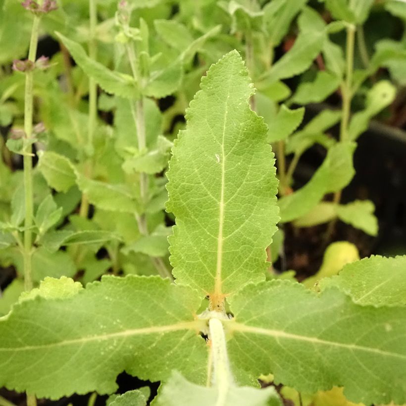 Salvia superba Blaukönigin (Reine des Bleues) - Sauge des bois (Feuillage)