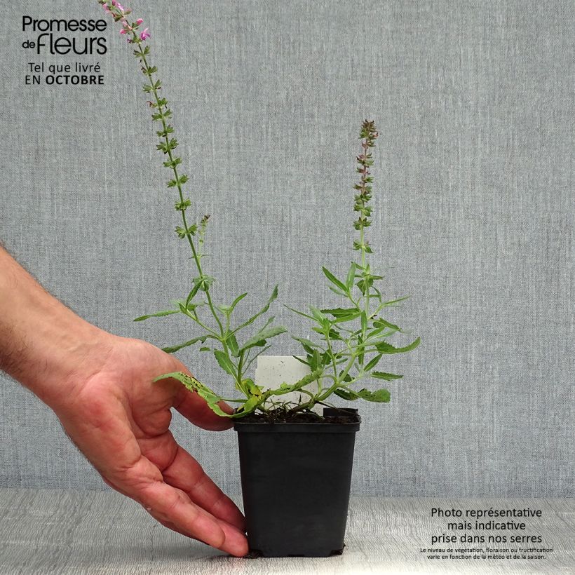 Spécimen de Salvia superba Reine Rose - Sauge des bois Godet de 8/9 cm tel que livré en automne