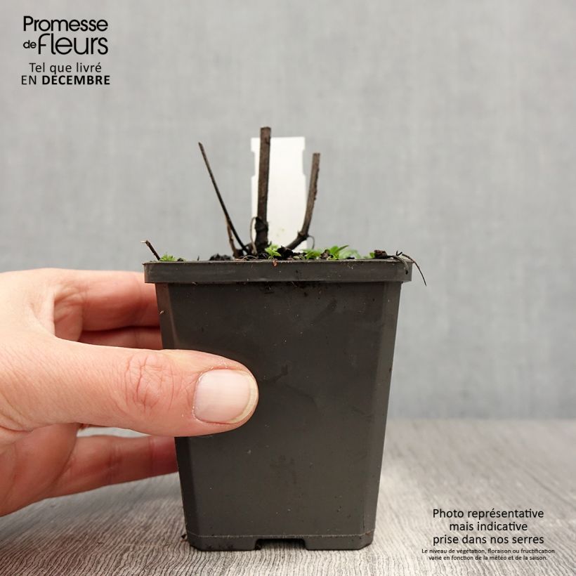 Spécimen de Salvia verticillata Alba - Sauge verticillée Godet de 8/9 cm tel que livré en hiver