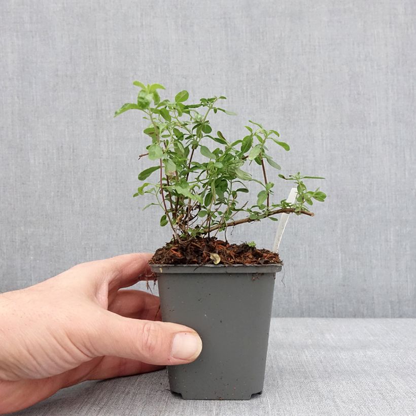 Spécimen de Salvia x jamensis Carolus - sauge arbustive Godet de 8/9 cm tel que livré en hiver