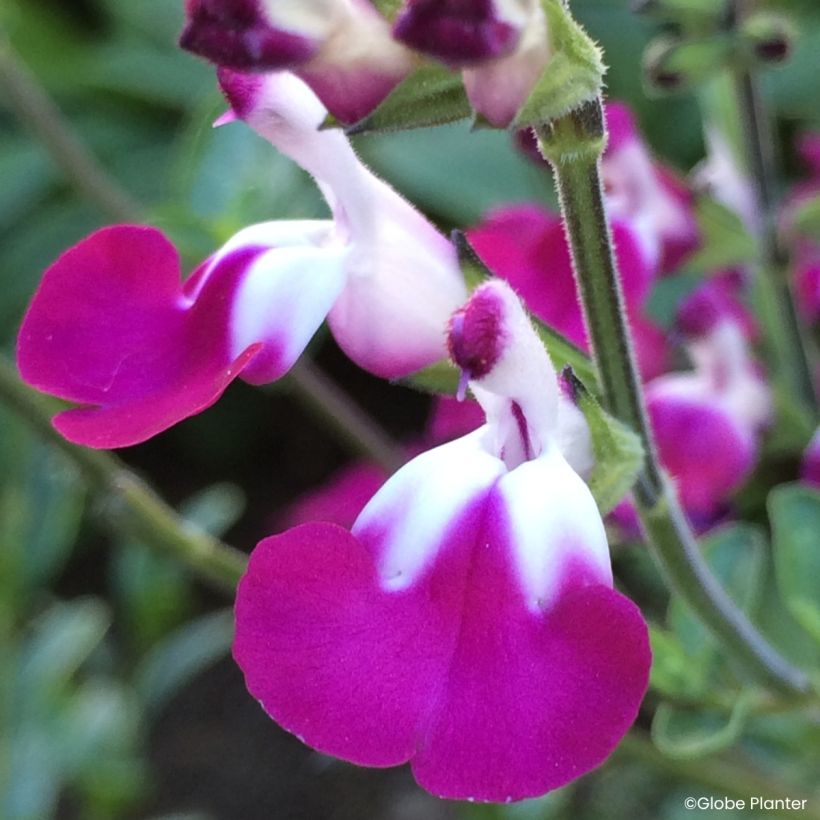 Sauge arbustive Cherry Lips - Salvia greggii (Floraison)