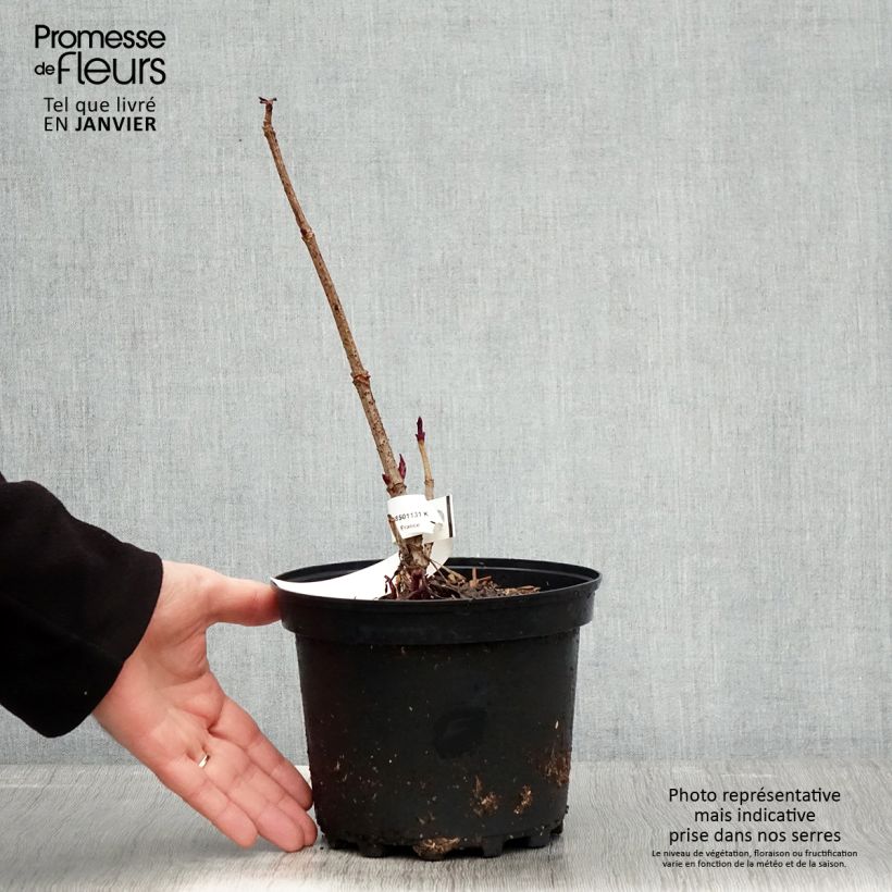 Spécimen de Sambucus Chocolate Marzipan - sureau Pot de 3L/4L tel que livré en hiver