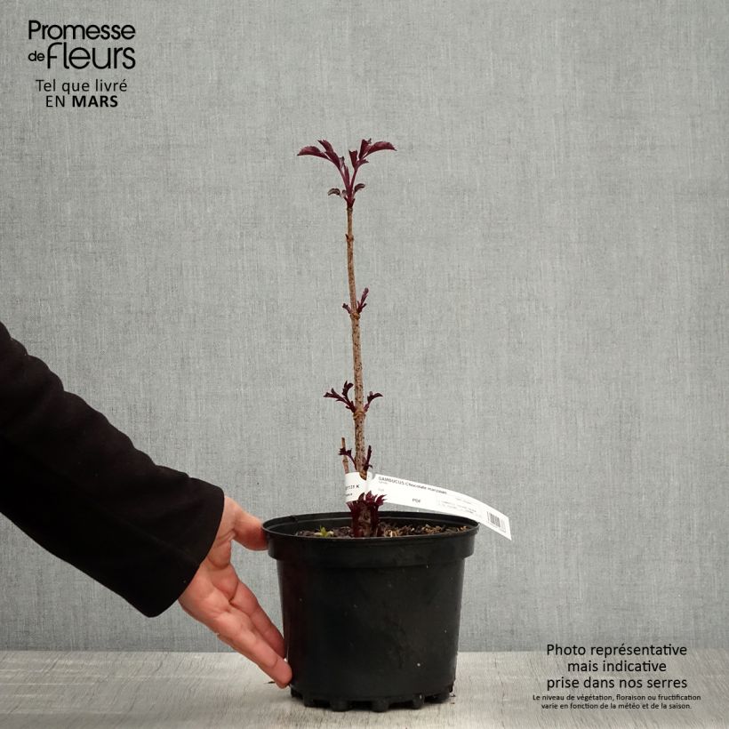 Spécimen de Sambucus Chocolate Marzipan - sureau Pot de 3L/4L tel que livré au printemps