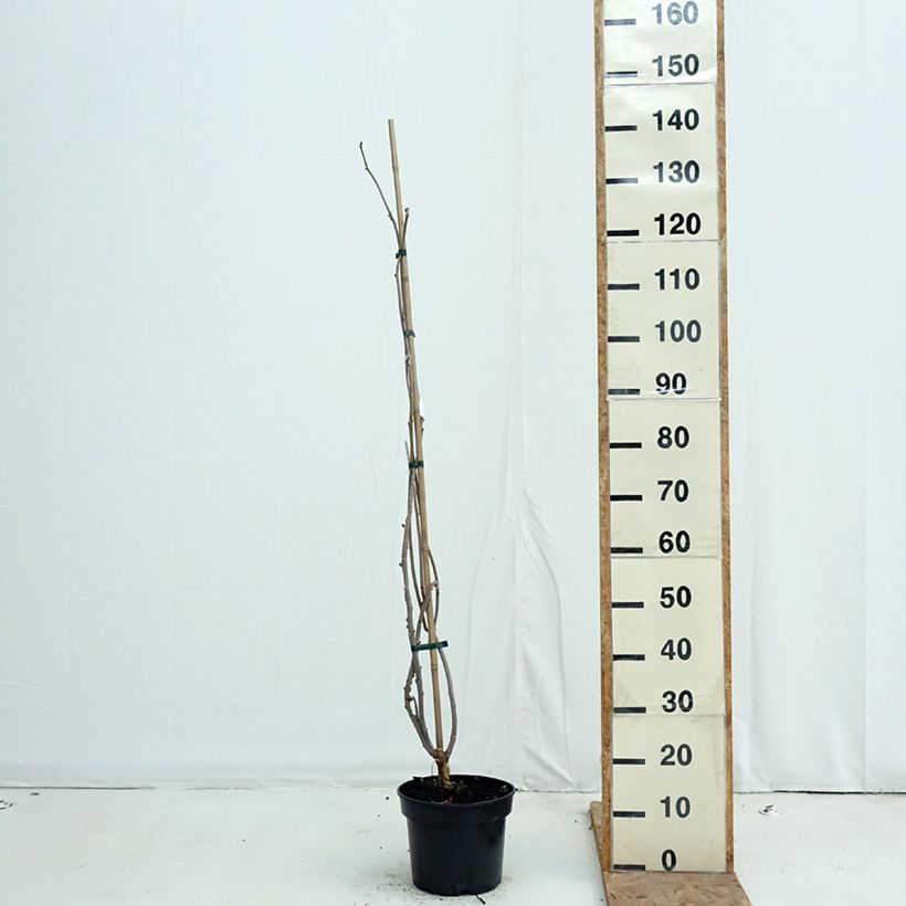 Spécimen de Sambucus nigra Monstrosa - Sureau noir Pot de 4L/5L tel que livré en automne