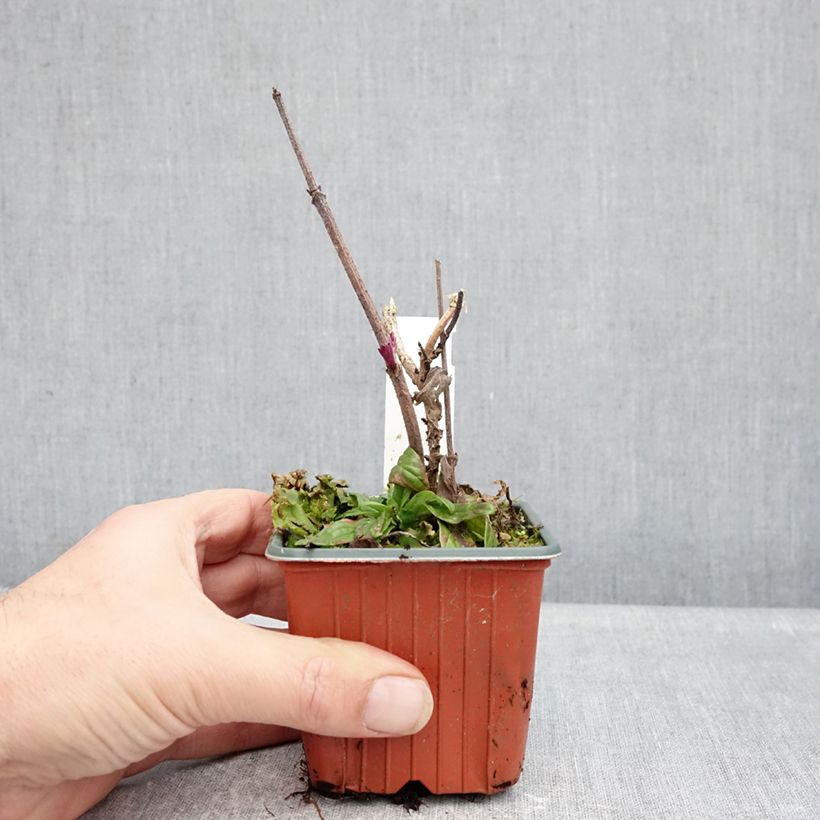 Spécimen de Sambucus nigra Serenade - Sureau noir Godet de 8/9 cm tel que livré en hiver