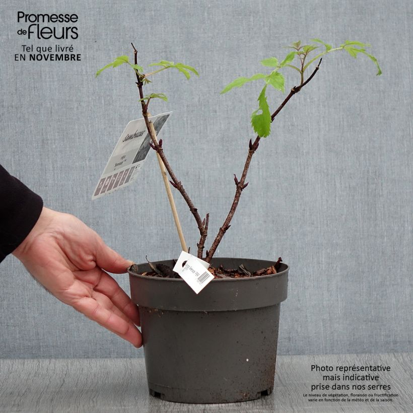 Spécimen de Sambucus nigra Serenade - Sureau noir Pot de 3L/4L tel que livré en automne