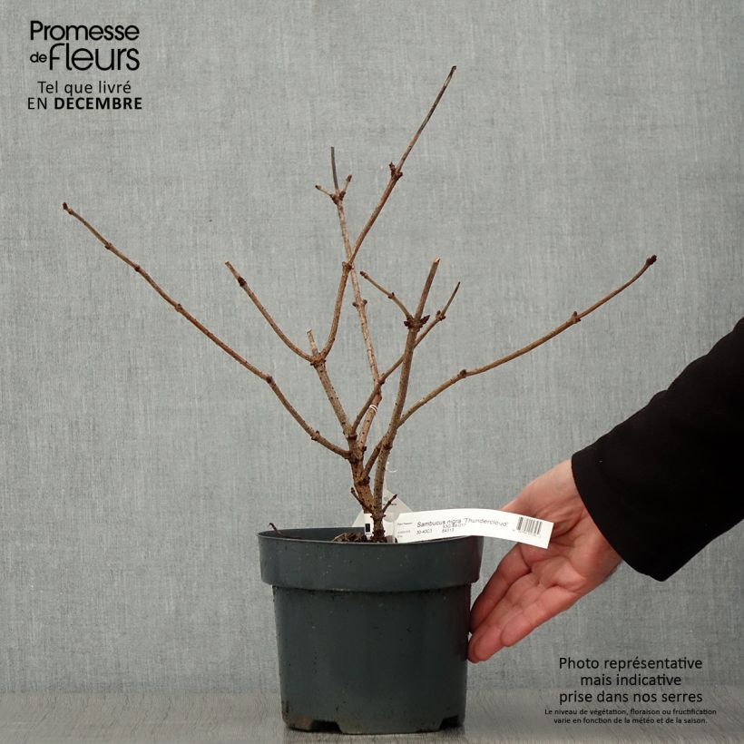 Spécimen de Sambucus nigra Thundercloud - Sureau noir Pot de 3L/4L tel que livré en automne