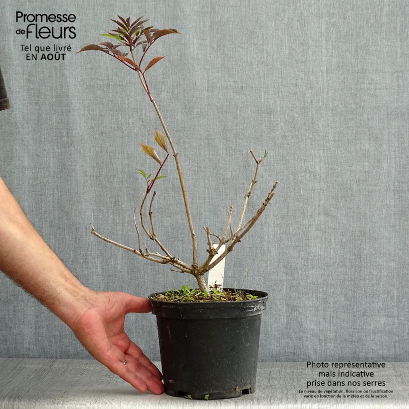 Spécimen de Sambucus nigra Thundercloud - Sureau noir Pot de 3L/4L tel que livré en été