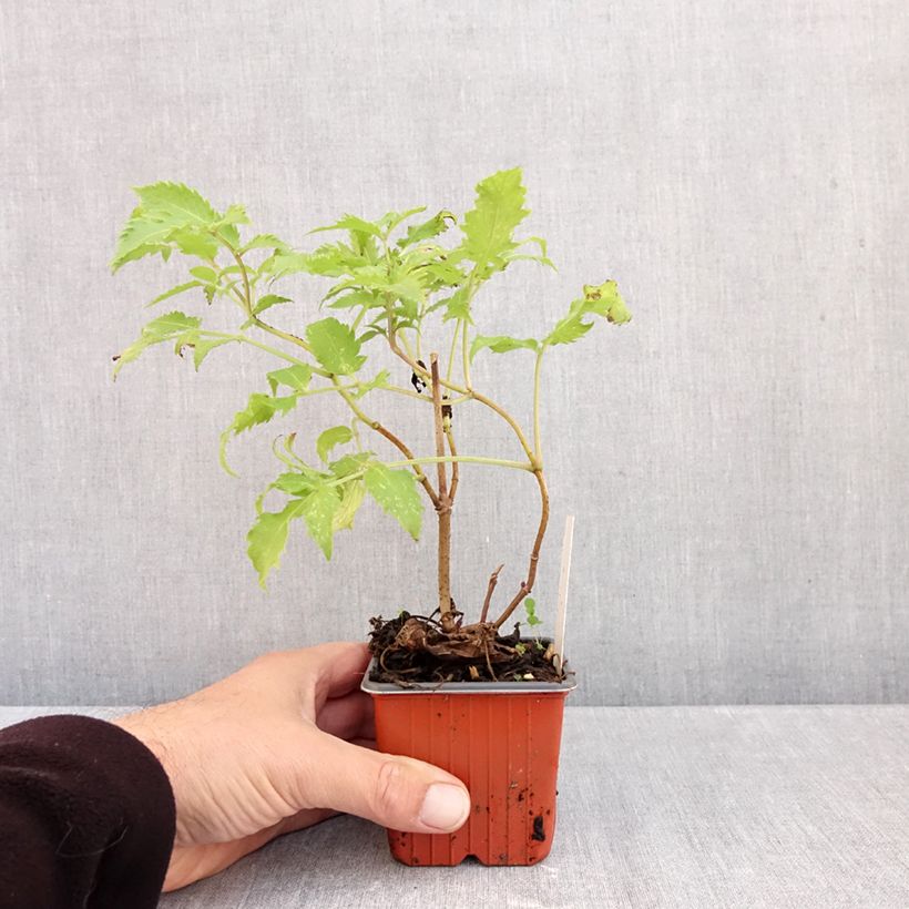 Spécimen de Sambucus racemosa Plumosa Aurea - Sureau à grappes  Godet de 8/9 cm tel que livré en automne