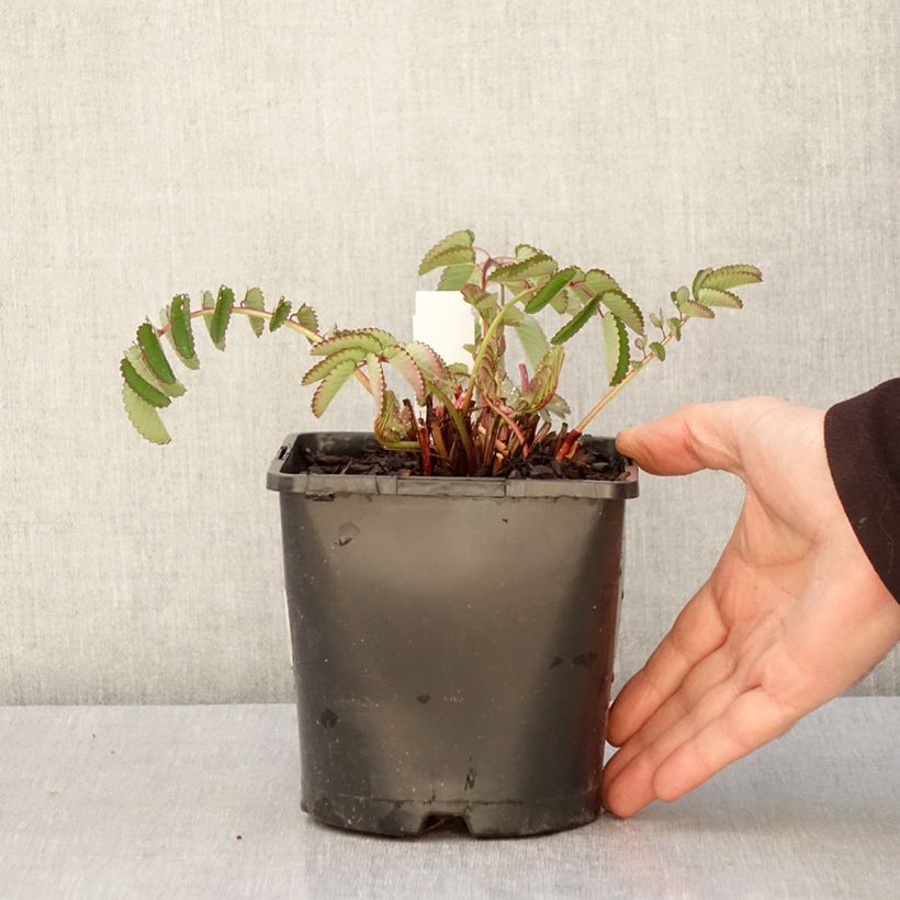 Spécimen de Sanguisorba hybride Pink Brushes - Pimprenelle Pot de 2L/3L tel que livré au printemps