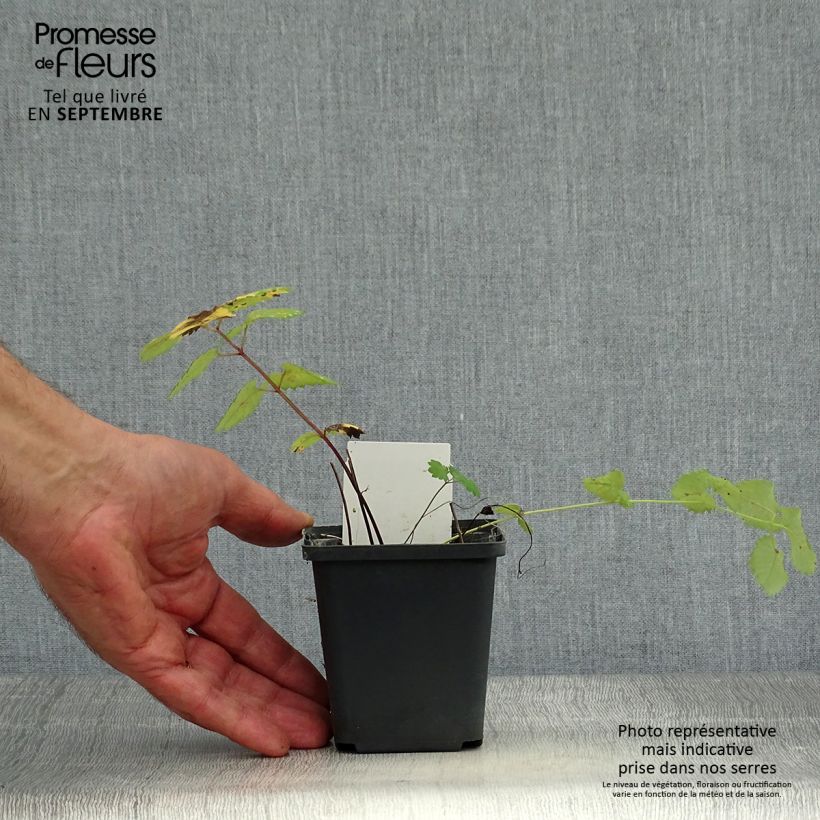 Spécimen de Sanguisorba menziesii - Sanguisorbe rouge Godet de 8/9 cm tel que livré en automne