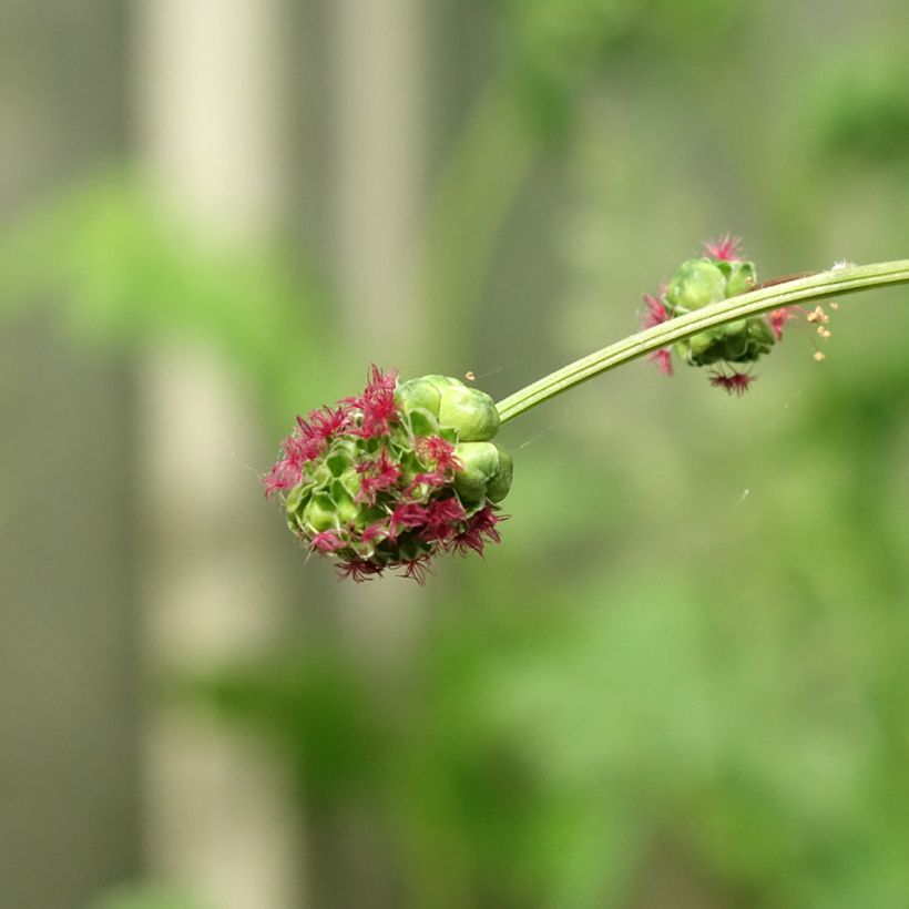 Sanguisorba minor - Petite Pimprenelle (Floraison)