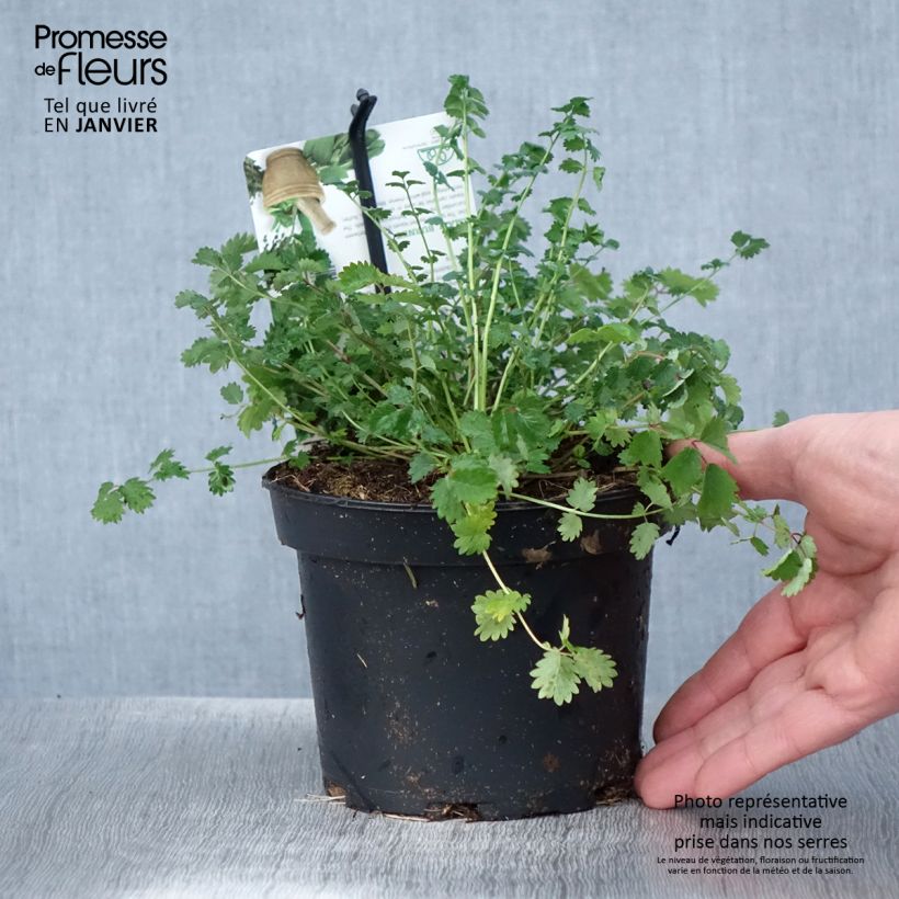 Spécimen de Sanguisorba minor - Petite Pimprenelle Pot de 1,5L/2L tel que livré en hiver