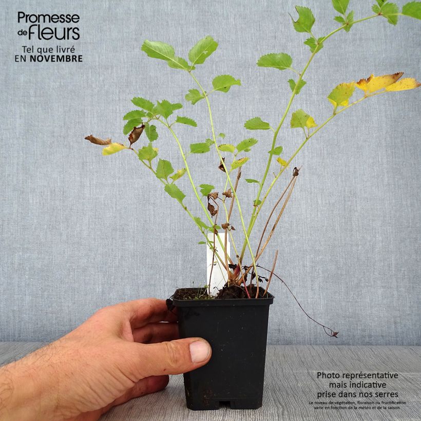 Spécimen de Sanguisorba obtusa - Pimprenelle japonaise Godet de 8/9 cm tel que livré en automne