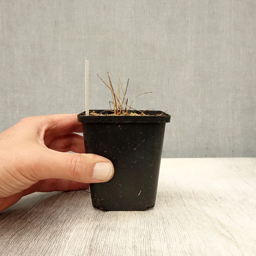 Spécimen de Sanguisorba officinalis Arnhem - Grande pimprenelle Godet de 8/9 cm tel que livré en automne