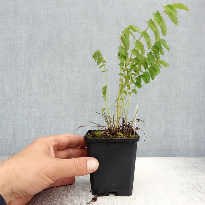 Spécimen de Sanguisorba officinalis Arnhem - Grande pimprenelle Godet de 8/9 cm tel que livré au printemps