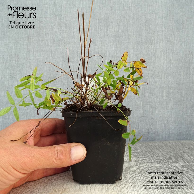 Spécimen de Sanguisorba officinalis Pink Tanna - Grande Pimprenelle Godet de 8/9 cm tel que livré en automne