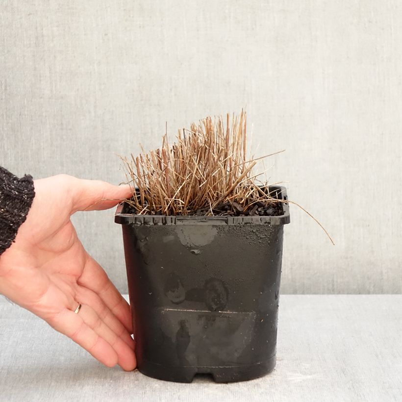 Spécimen de Sanguisorba officinalis Pink Tanna - Grande Pimprenelle Pot de 2L/3L tel que livré en hiver