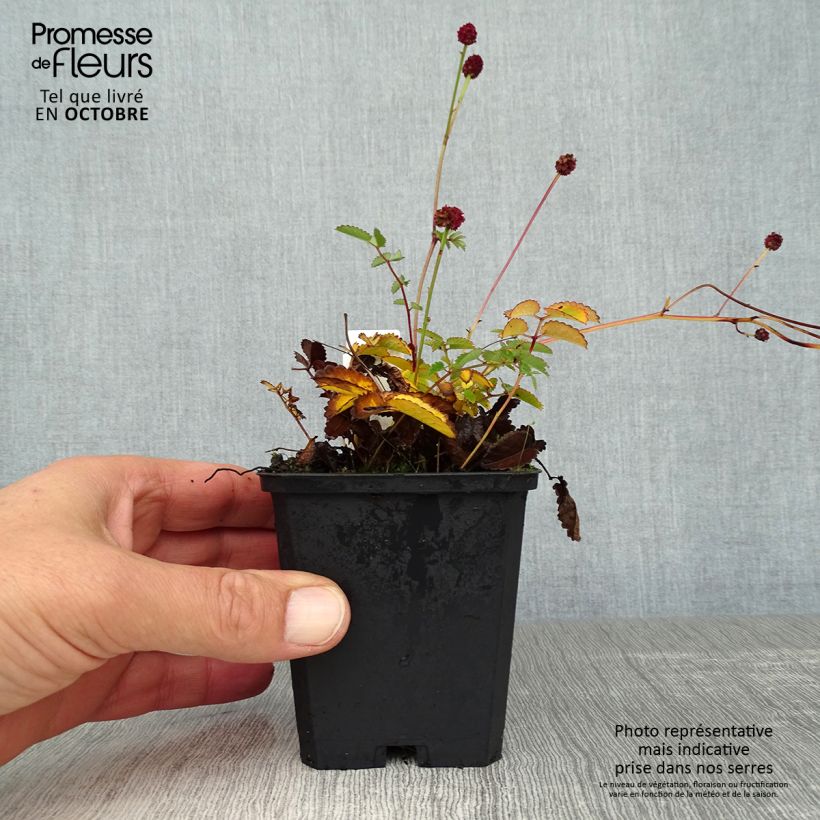 Spécimen de Sanguisorba officinalis Tanna - Grande Pimprenelle Godet de 8/9 cm tel que livré en automne