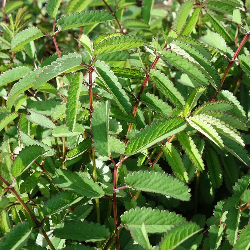 Sanguisorba Plum Drops - Pimprenelle (Feuillage)