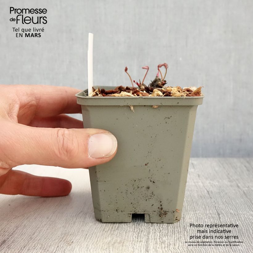 Amostra de Sanguisorba Proud Mary Vaso de 8/9 cm tal como entregue na primavera