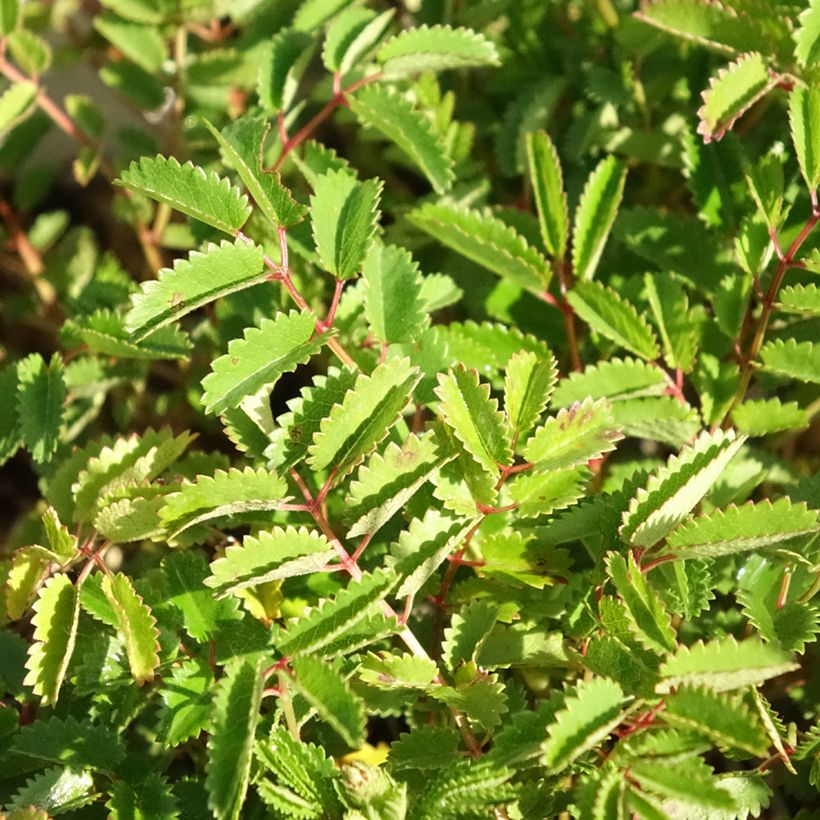 Sanguisorba Proud Mary - Pimprenelle (Feuillage)