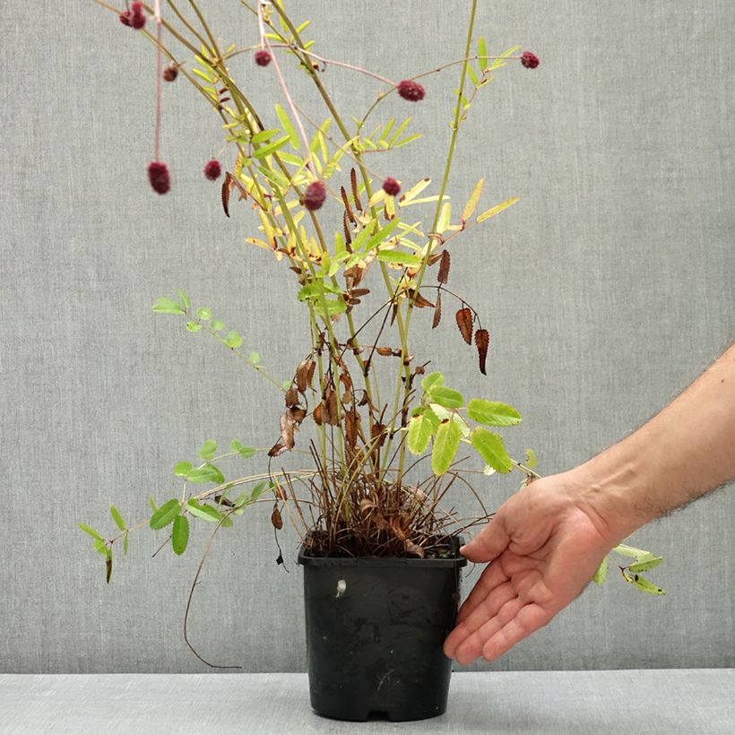 Spécimen de Sanguisorba Proud Mary - Pimprenelle Pot de 2L/3L tel que livré en été