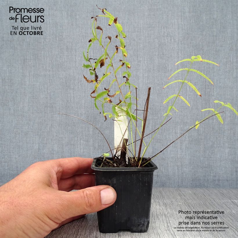 Spécimen de Sanguisorba tenuifolia Alba Godet de 8/9 cm tel que livré en automne