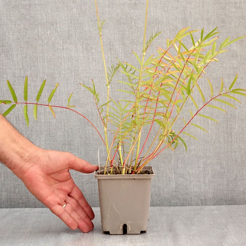 Spécimen de Sanguisorba tenuifolia Alba Pot de 1L/1,5L tel que livré en été