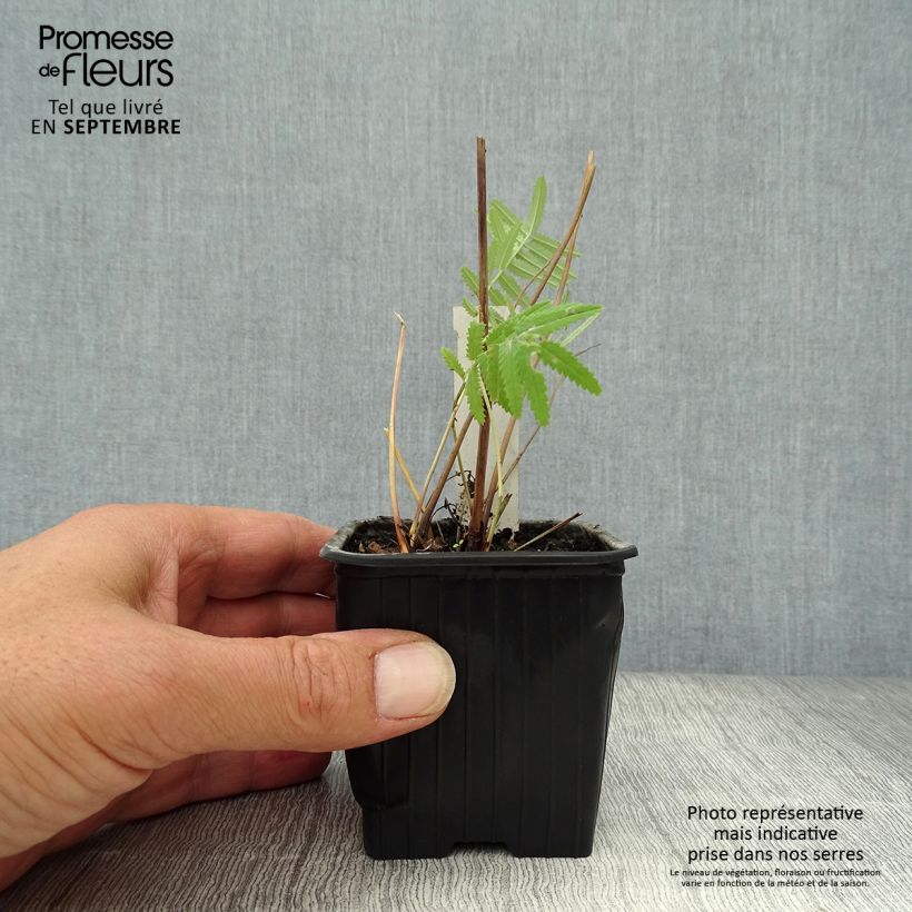 Spécimen de Sanguisorba tenuifolia Pink Elephant - Pimprenelle à fines feuilles Godet de 8/9 cm tel que livré en automne