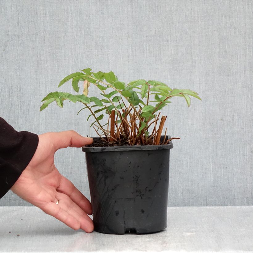 Spécimen de Sanguisorba White Brushes Pot de 2L/3L tel que livré en automne